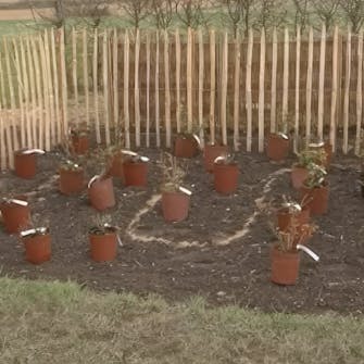 plante roser i bed plante roser i bed